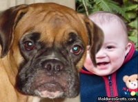 Cachorro