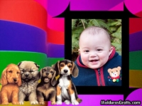 Cãezinhos felizes