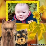 Cadela e cachorro