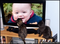 Gatos vendo a TV