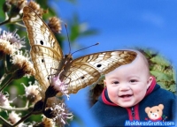 Borboleta sobre as flores
