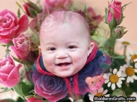 Botões de Rosas e Margaridas