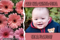 Flores para sua quinta
